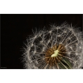 Pusteblume 2